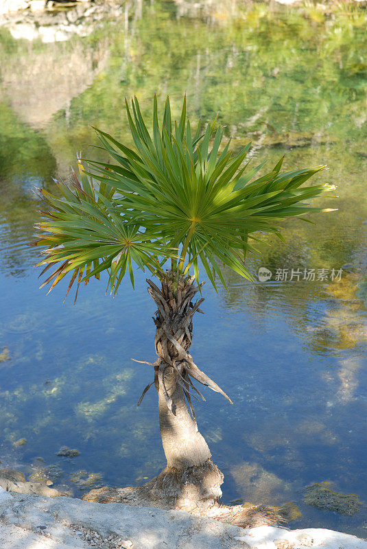 一棵天然井中的棕榈树