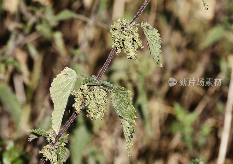 荨麻荨麻在花软背景