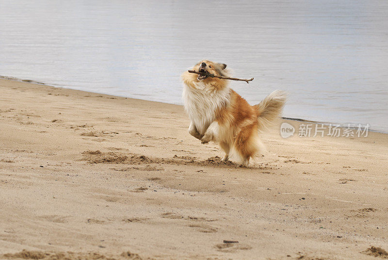 海滩上的柯利犬