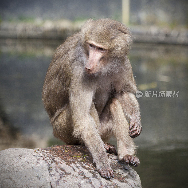 一只狒狒坐在岩石上