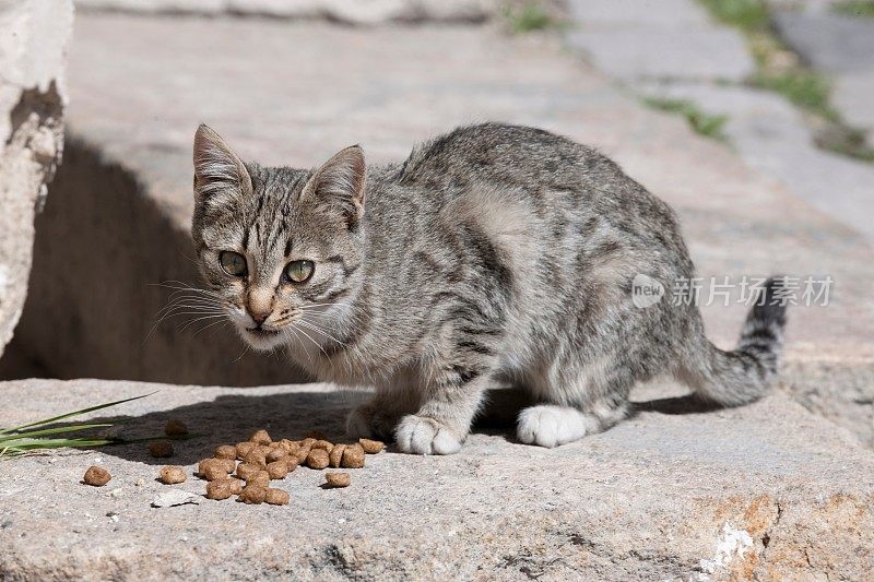 街猫