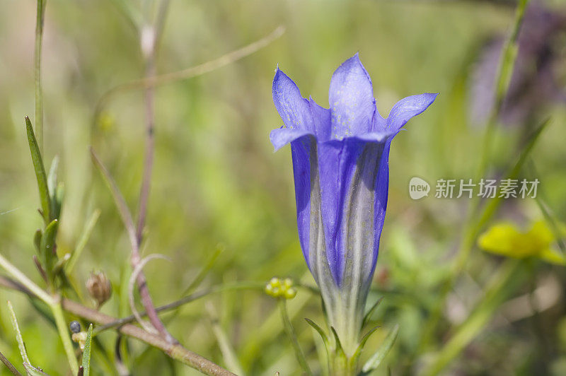 龙胆(龙胆)