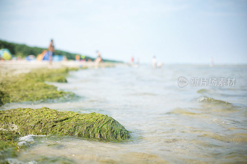 海中的海藻