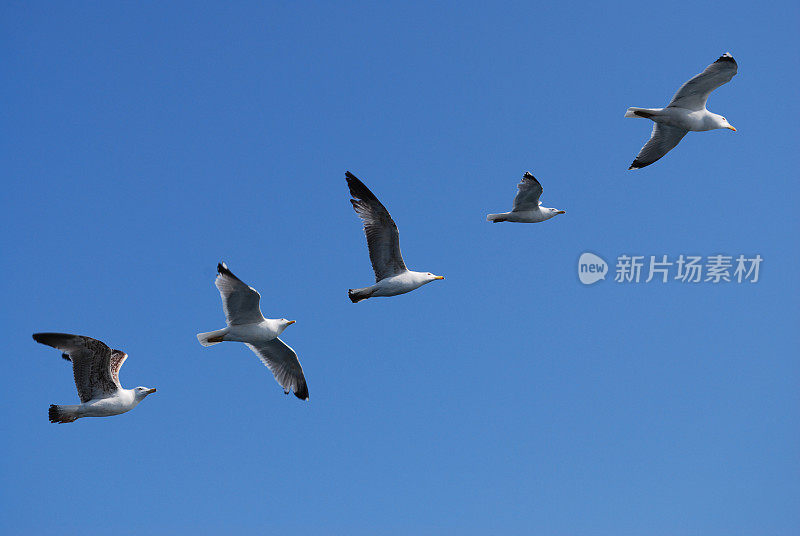 海鸥飞