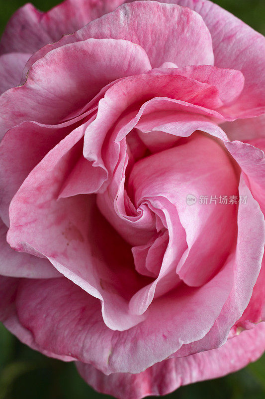 粉红花园之心玫瑰蔷薇
