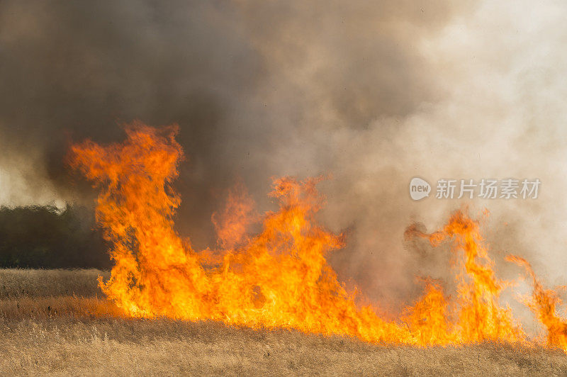 农村农场附近草地野火燃烧产生的烟雾和火焰