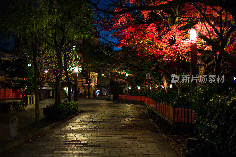 日本枫树在京都街头的夜晚