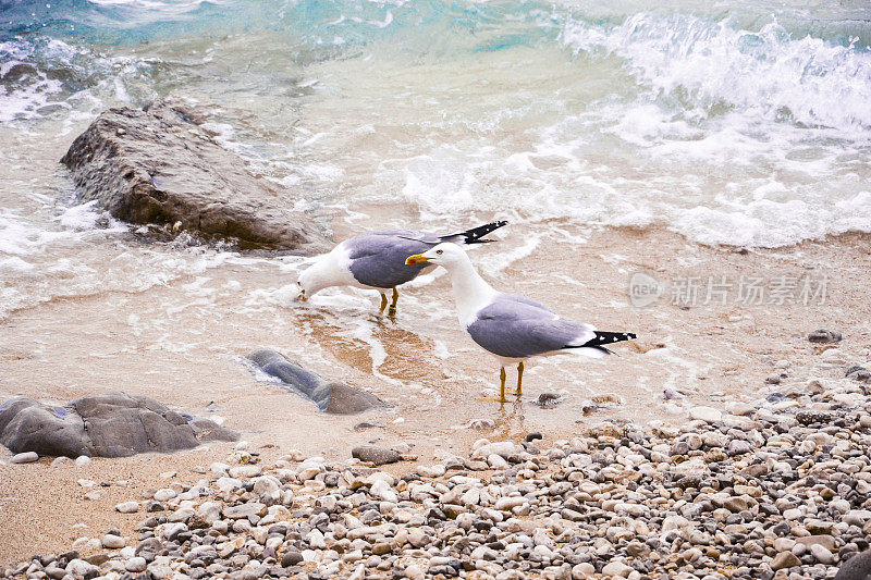 海滩上的海鸥