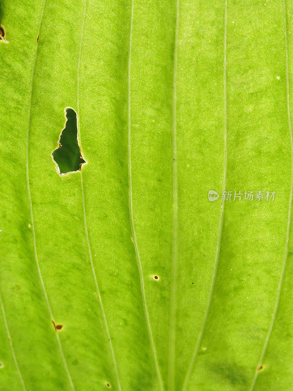 微距聚焦玉簪叶与昆虫洞