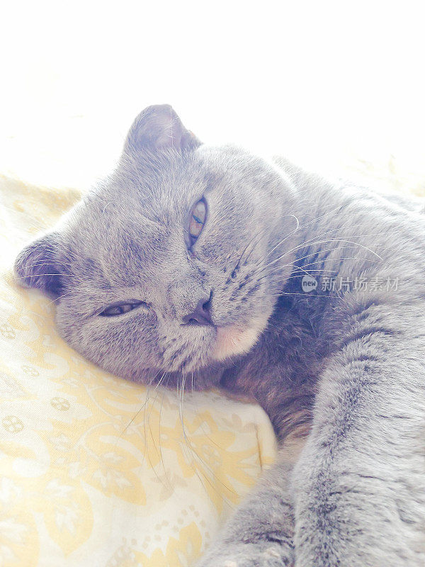 可爱的苏格兰折猫躺在床上