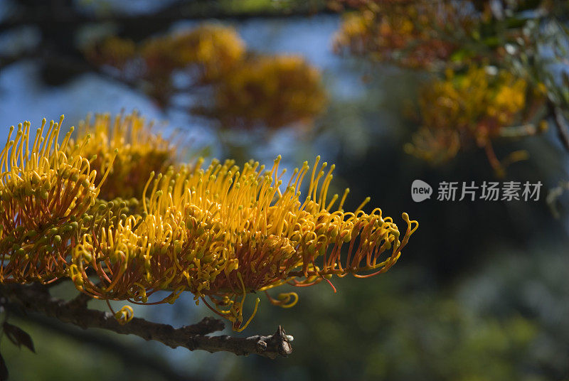 澳大利亚红橙花