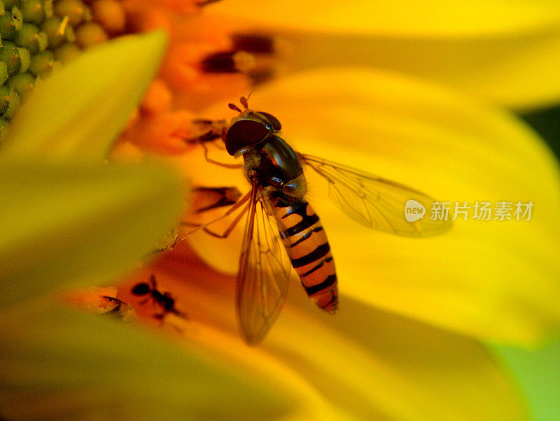 Syrphid飞