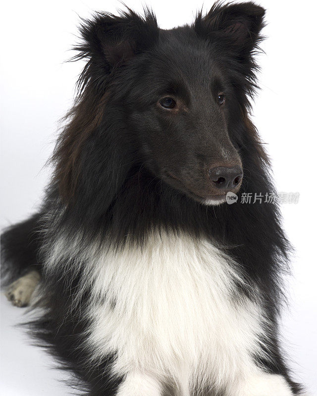 设得兰牧羊犬宠物肖像对白色的背景