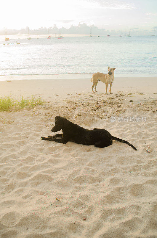 狗在海滩
