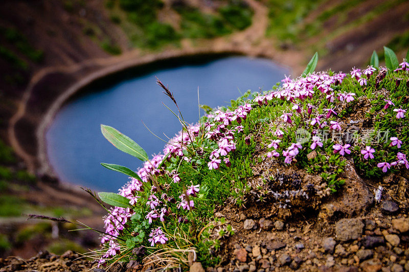 植物,克里?(Kerith)火山湖，金圈，格?msn、冰岛