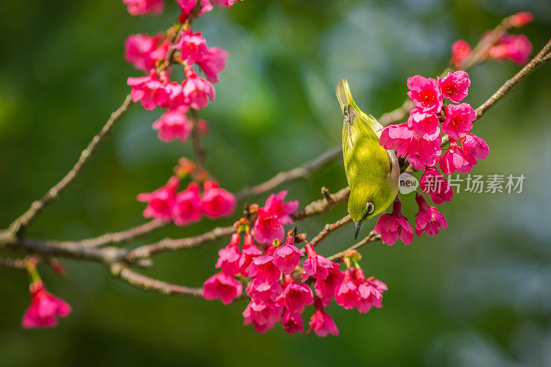 樱花中的白眼鸟