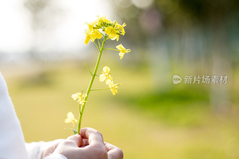 手捧油菜花