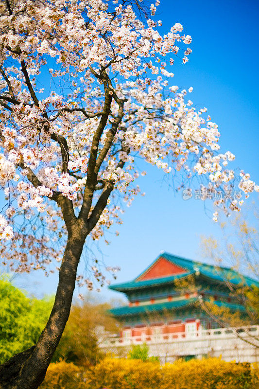 京福宫春天，首尔