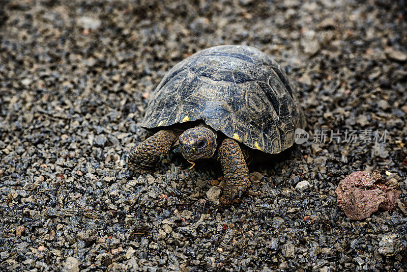 年轻的圣地亚哥巨龟，加拉帕戈斯群岛