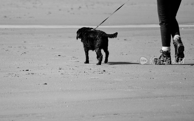沃克沃斯海滩上的狗狗散步