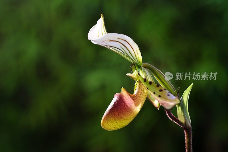 女式拖鞋兰花