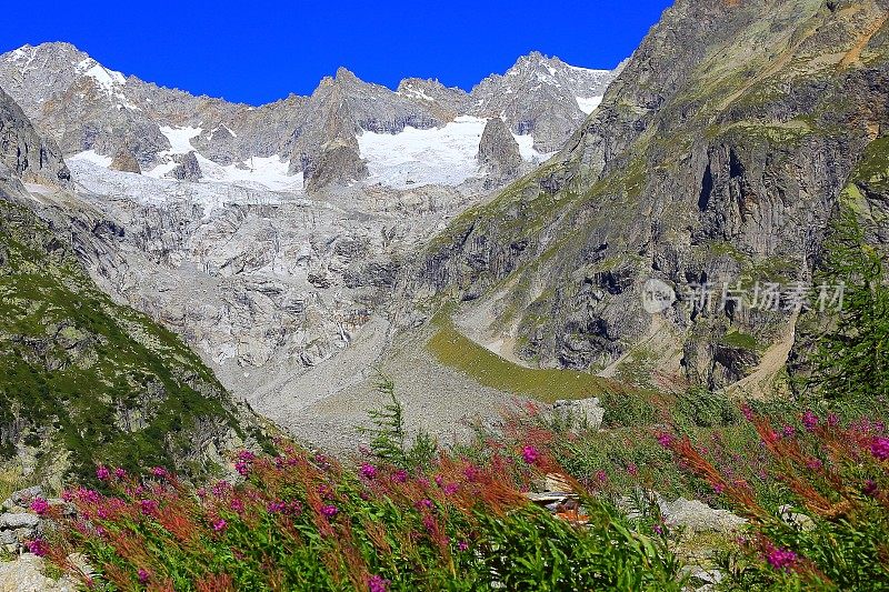 阿尔卑斯山景观，勃朗峰-瑞士阿尔卑斯山，粉红色的野花