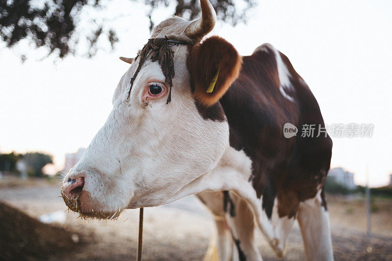 西门塔尔牛的肖像