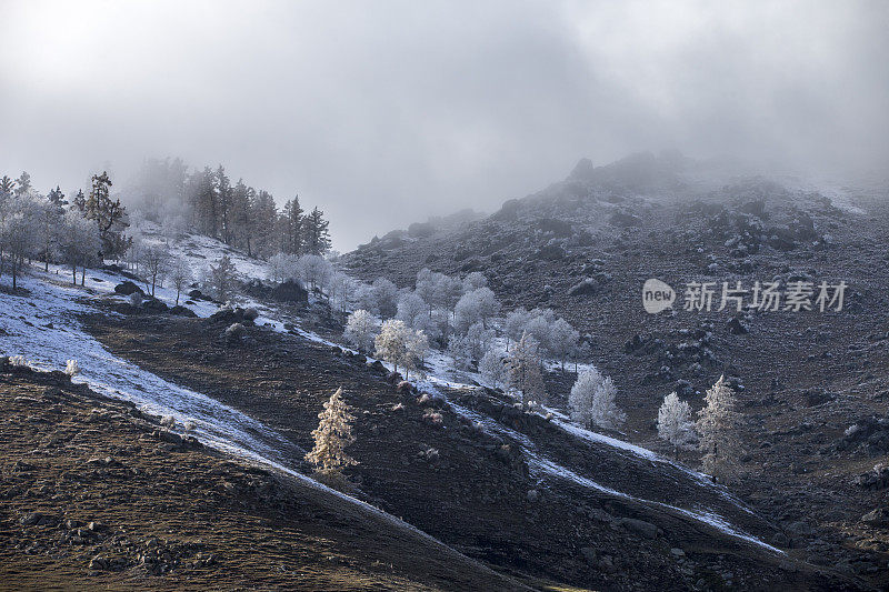 白雪覆盖了中国新疆喀纳斯湖附近的树木