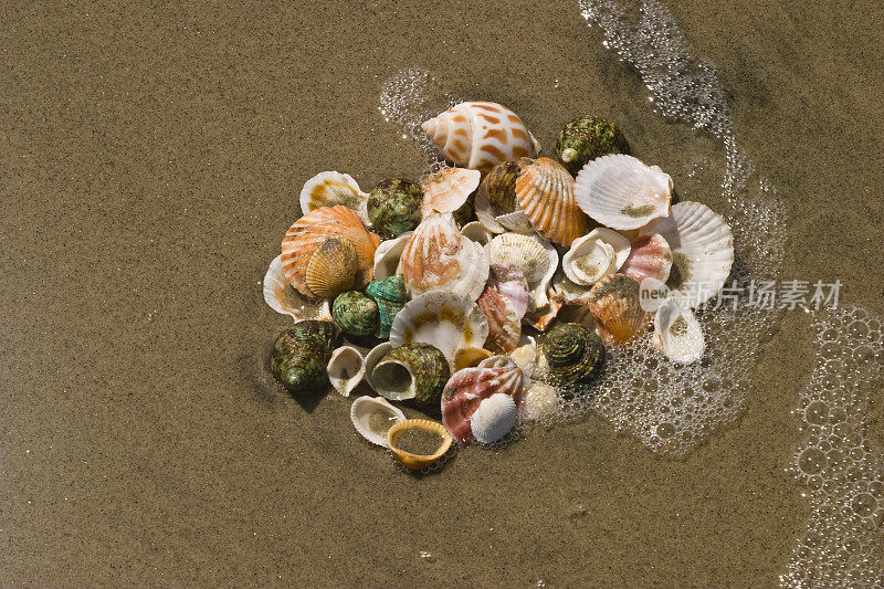 采购产品沙子和冲浪冲刷贝壳，海洋生物，贝类，海洋