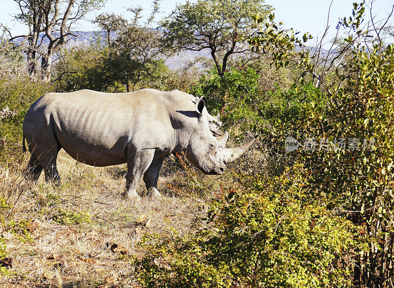 两只白犀牛站在南非马迪克维野生动物保护区的灌木丛中