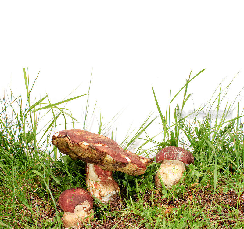 牛肝菌菇