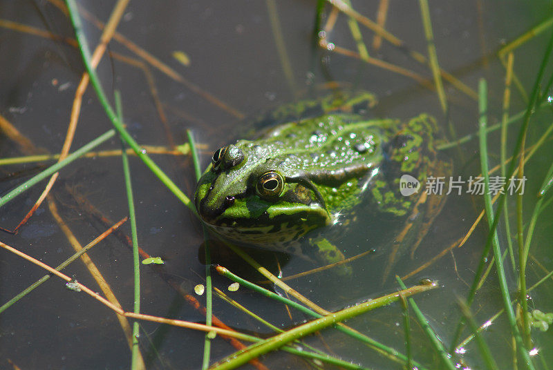 青蛙在池塘里