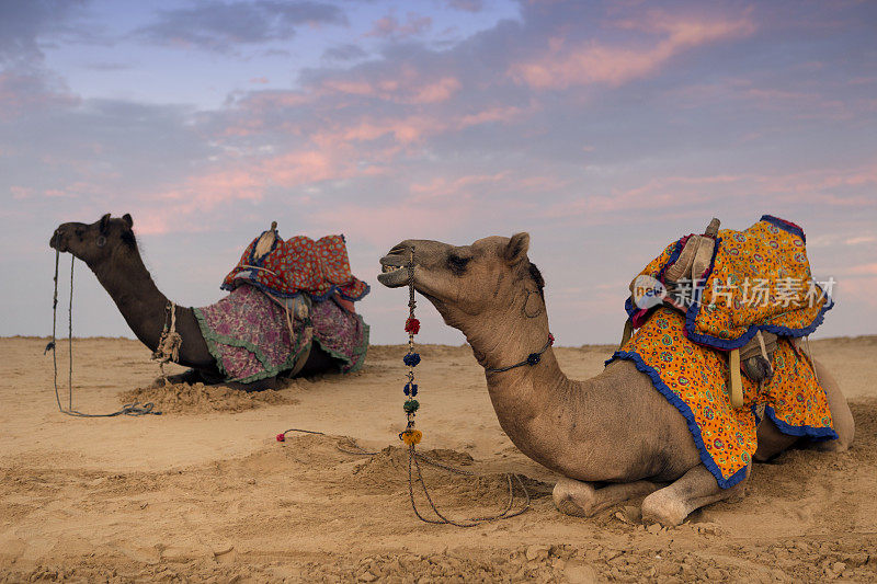 印度Jaisalmer的塔尔沙漠骆驼