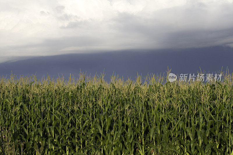 暴风雨天空下的抽穗玉米