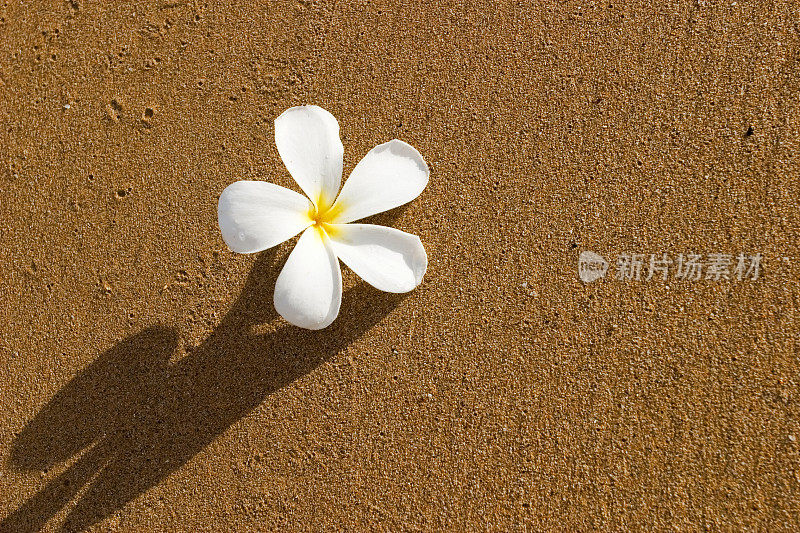 白色开花植物特写