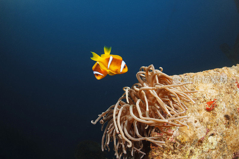 海洋生物珊瑚和海葵小丑鱼沉船潜水