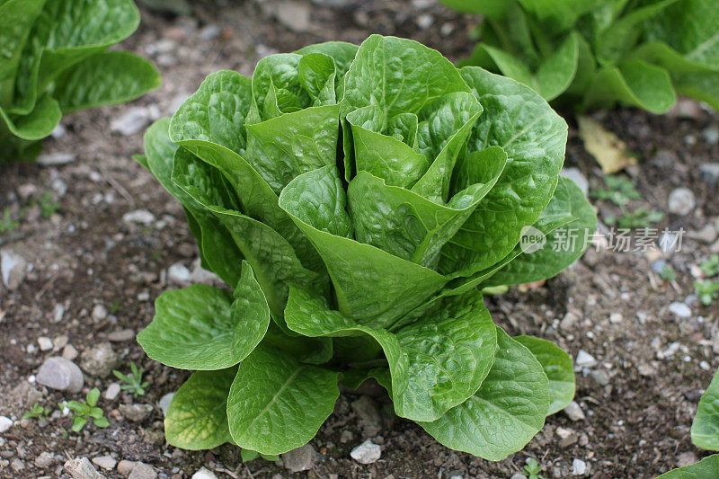 生菜克莱蒙特