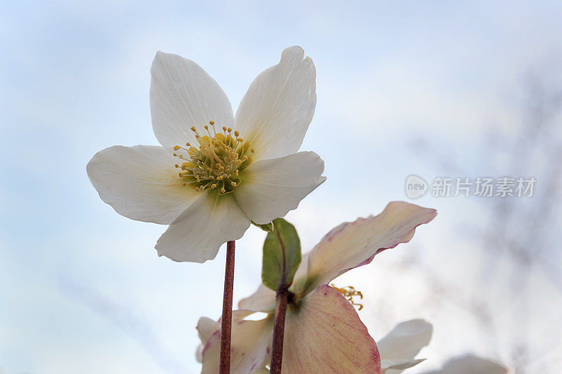 黑嚏根草花的特写