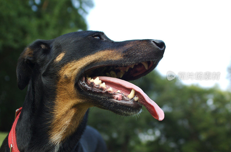 杜宾犬特写粉舌