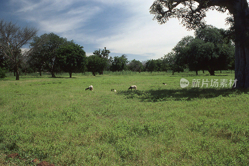 西非布基纳法索瓦希古亚湿季牧场莫西农场