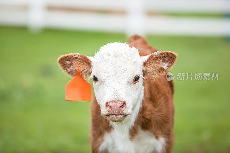 棕色和白色的赫里福德小牛在牧场的特写