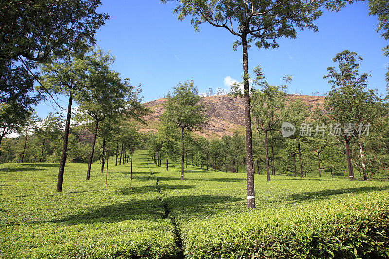 印度喀拉拉邦穆纳尔的茶园