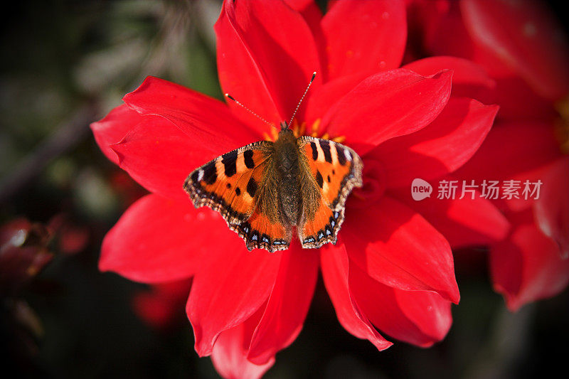 红色花朵上的蝴蝶