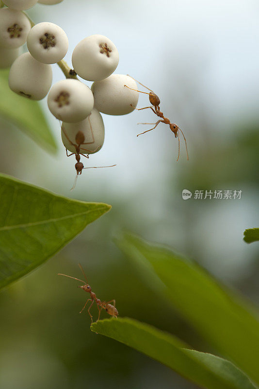 叶子上的红色蚂蚁