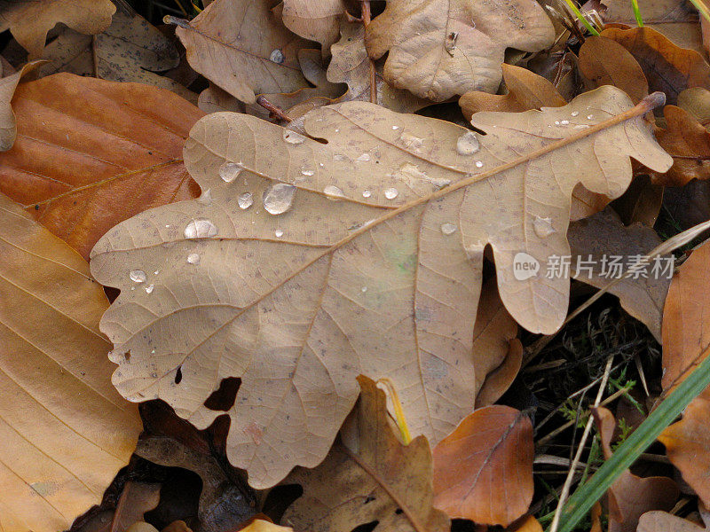 橡树叶和雨滴。