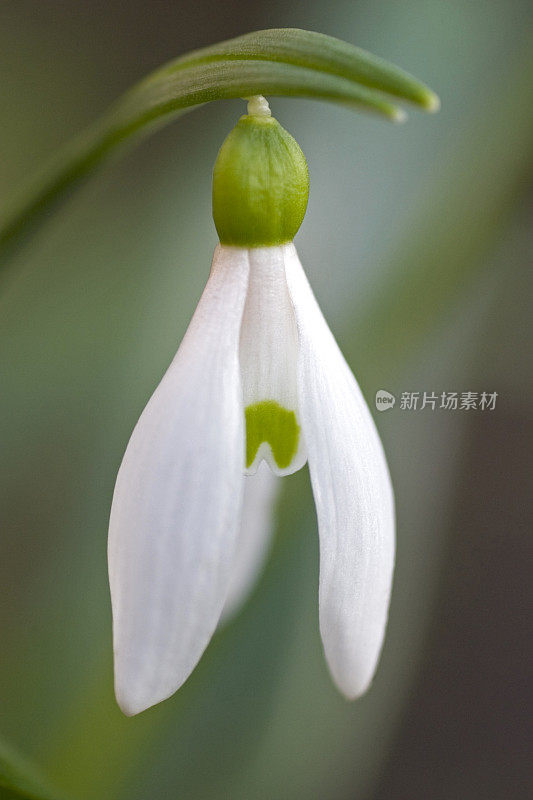 雪花莲特写