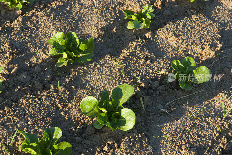 田地里的菠菜