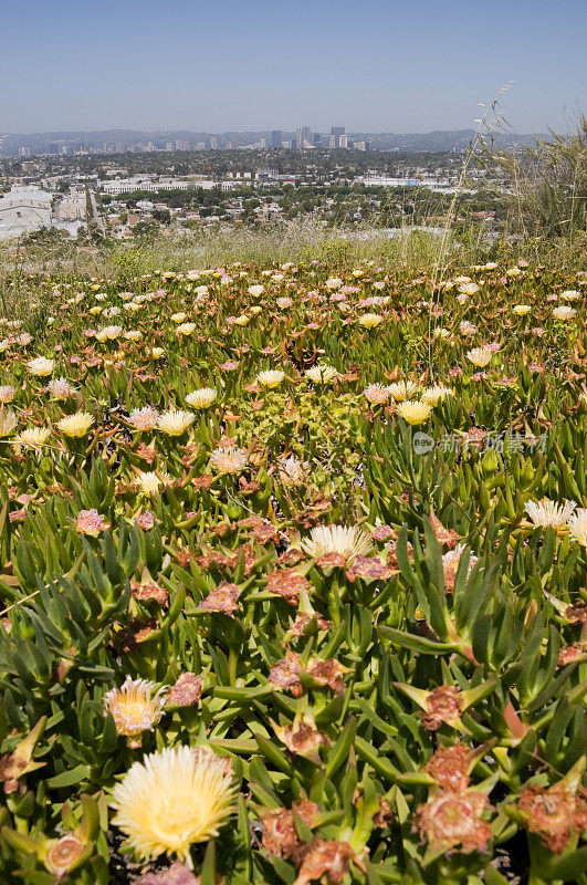洛杉矶公园的春花