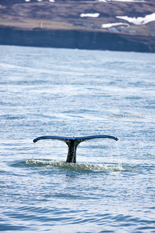 座头鲸的侥幸，北冰洋，H?sav?k