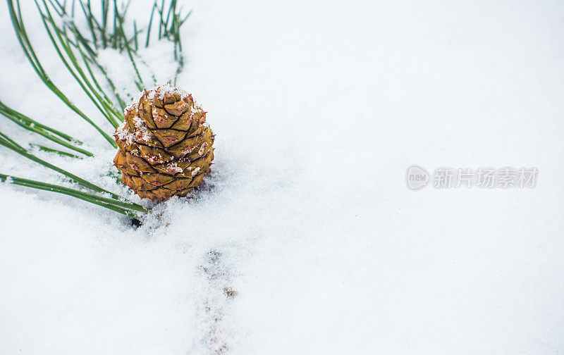 冷杉球果和树枝与雪花